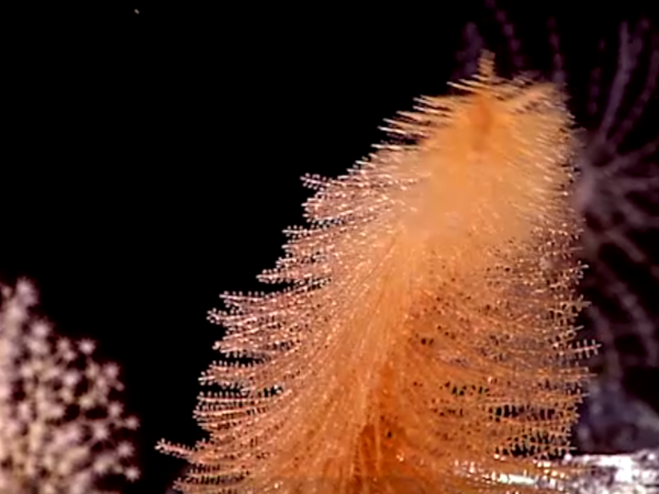 تصاویر اعجاب انگیز از مرجان های پارک دریایی هاوایی در ویدئوی NOAA