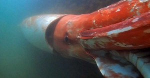 مشاهده ماهی مرکب غول آسا در ژاپن!!