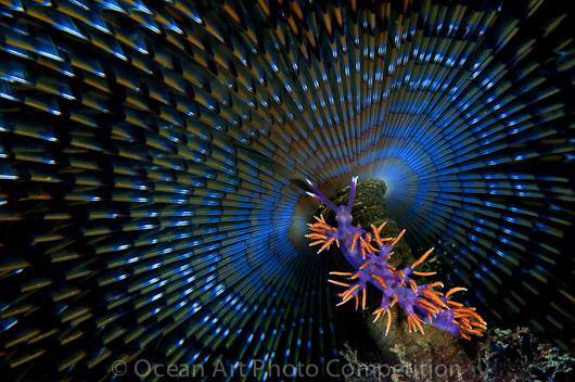 مسابقه عکاسی زیر آب (OCEAN ART)