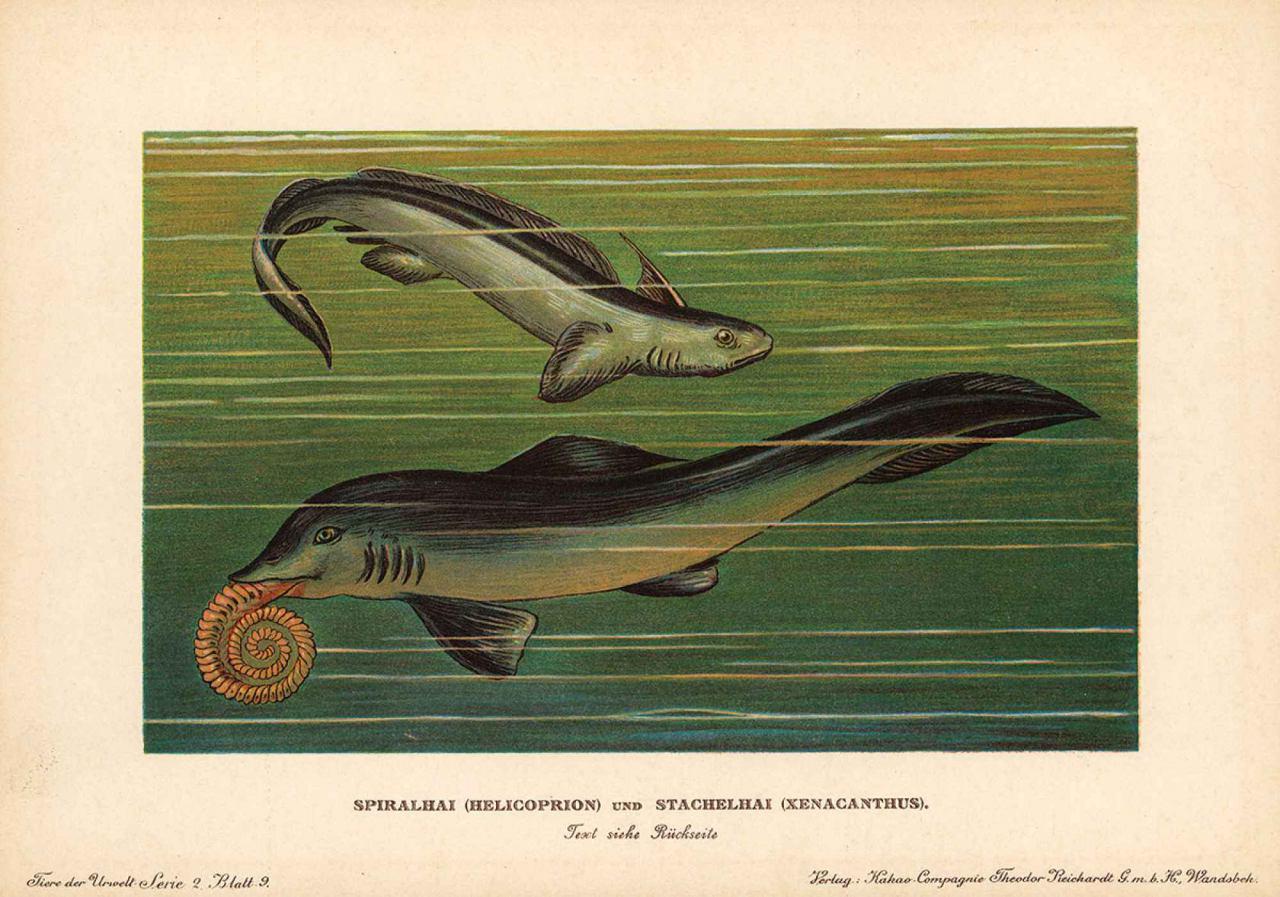 جمجمه یک نهنگ مطعلق به ماقبل تاریخ در ویرجینیا آمریکا کشف شد!