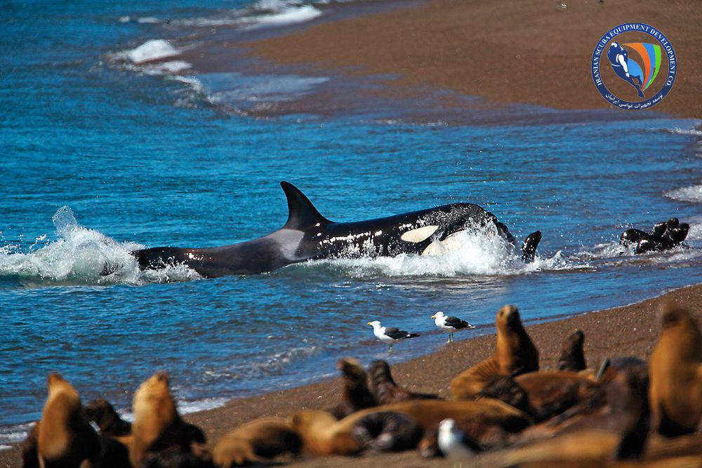 12 حقیقت که در مورد نهنگ های قاتل (ارکا) نمی دانستید