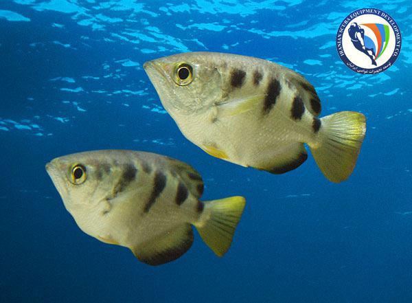 ماهی ها چهره انسان را تشخیص می دهند